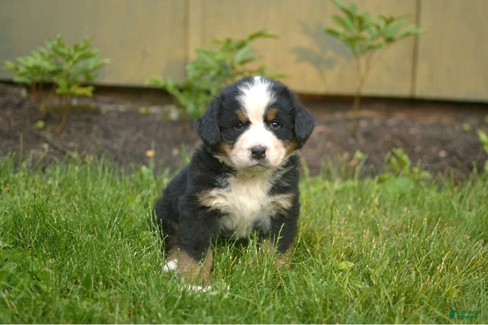 Bernese Mountain Dog dogs Fern - Ad 1
