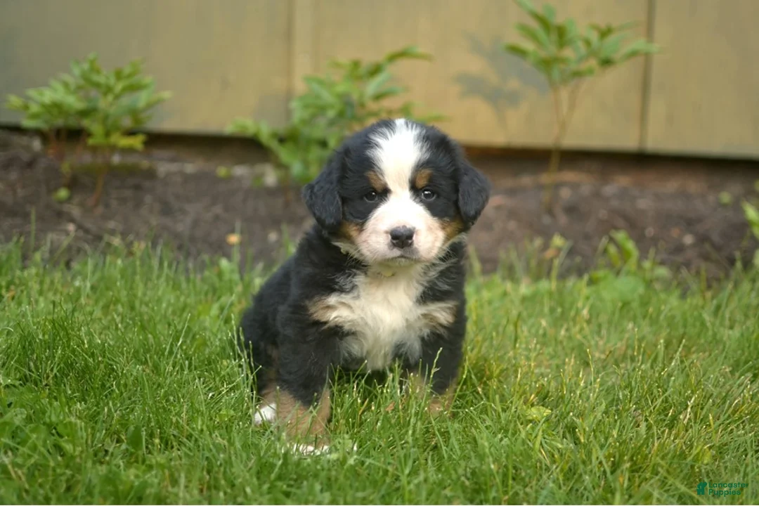 Bernese Mountain Dog dogs for sale: Fern - Ad 1