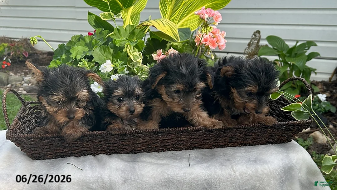 Yorkshire Terrier dogs for sale: Koko - Ad 5