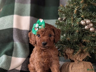 Cavapoo dogs Carla Hypoallergenic - Ad 27