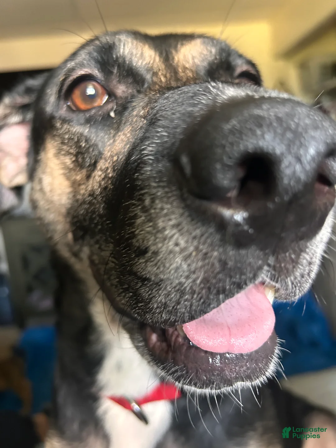 Mixed Breed dogs for sale: Mixed Breed 2 - Ad 2