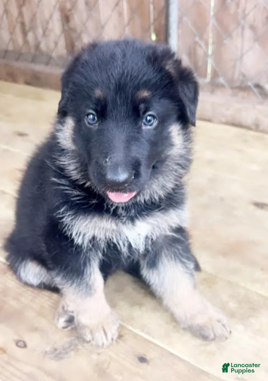 German Shepherd dogs for sale: Bluey - Ad 1