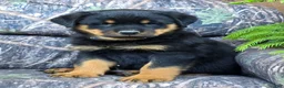 Rottweiler dogs for sale: Dominic - Ad 4