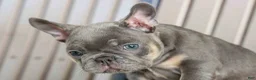 French Bulldog dogs for sale: 🐾 Mateo - Ad 15