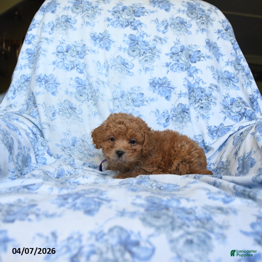 Labradoodle dogs Conny - Ad 2