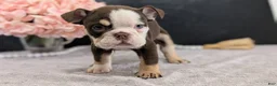 English Bulldog dogs for sale: Zeus - Ad 3