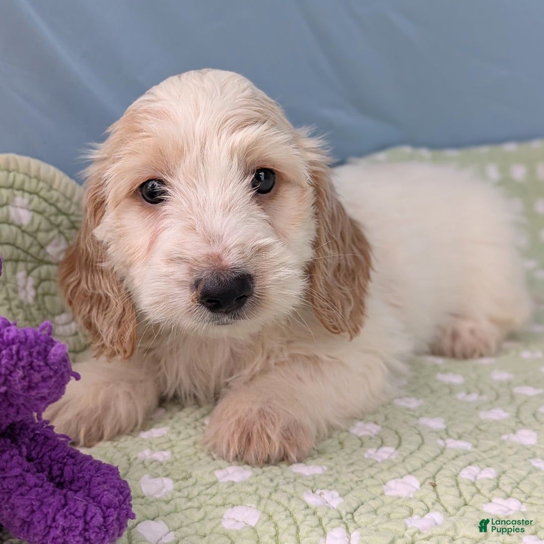 Miniature Dachshund dogs for sale: Bun Bun - Ad 1