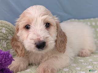 Miniature Dachshund dogs Bun Bun - Ad 7