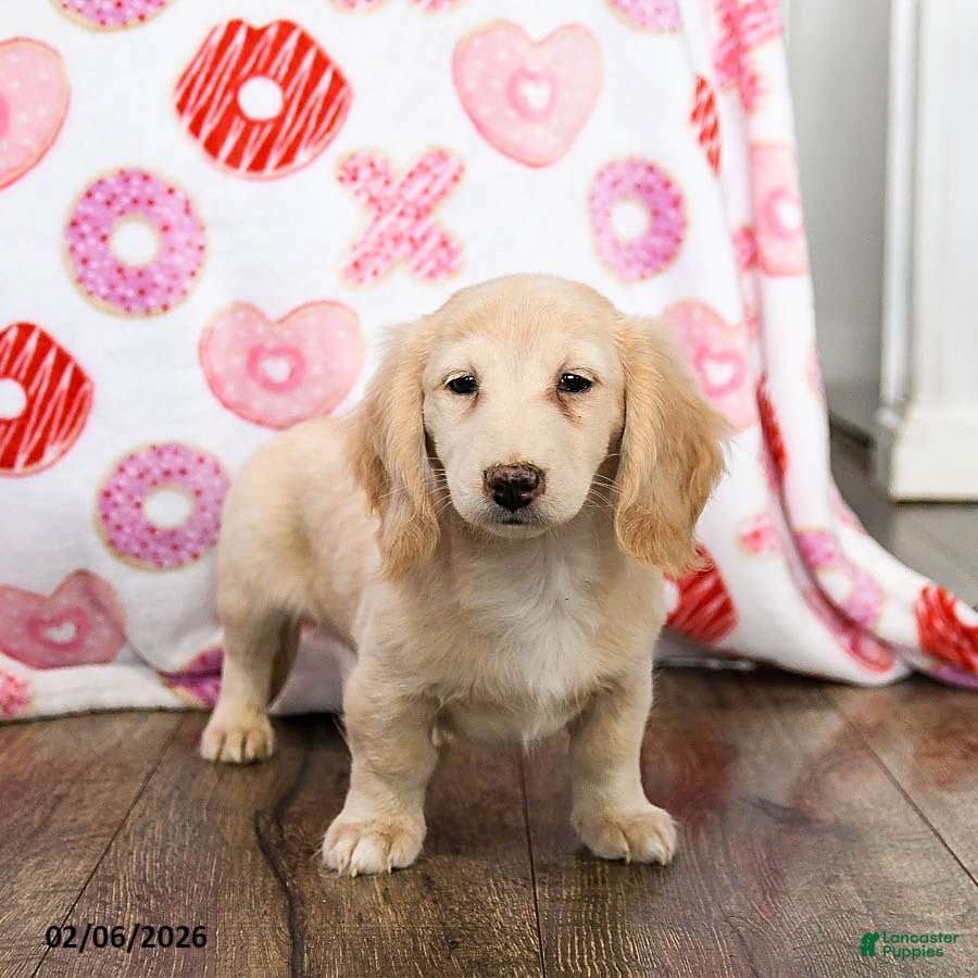 Miniature Dachshund dogs Wiggles - Ad 13