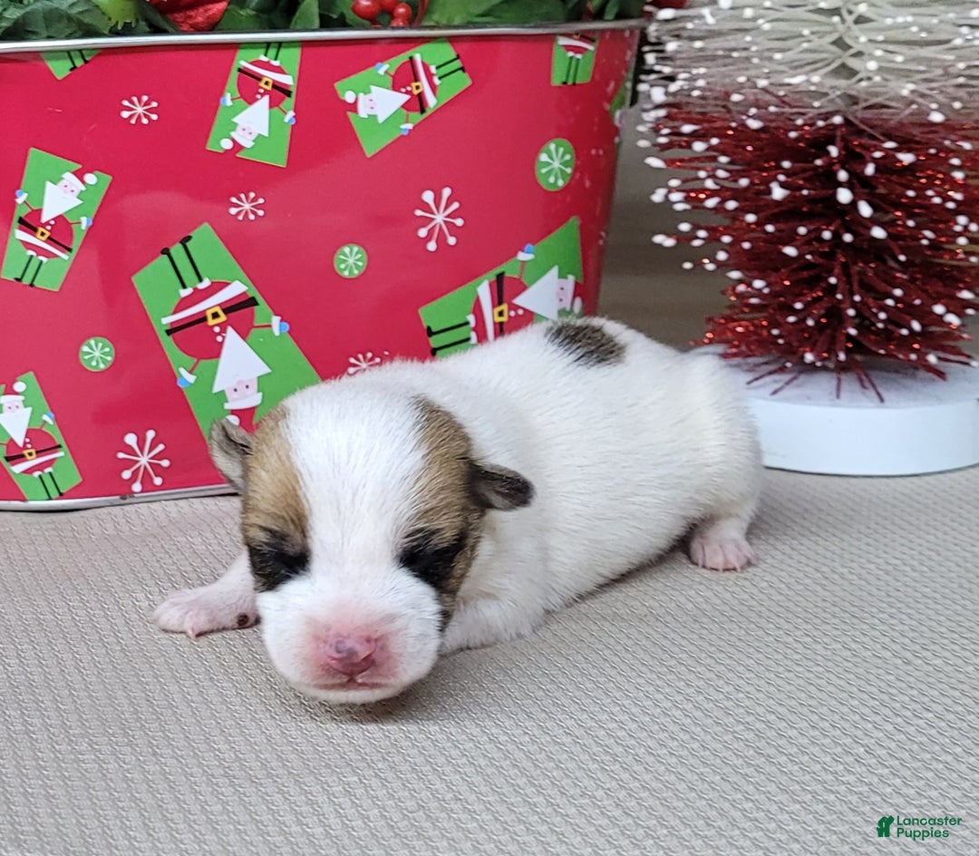 Jack Russell Terrier dogs for sale: Westfork's TATE - Ad 1