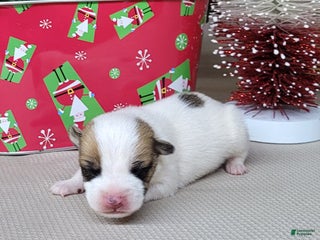 Jack Russell Terrier dogs Westfork's TATE - Ad 5