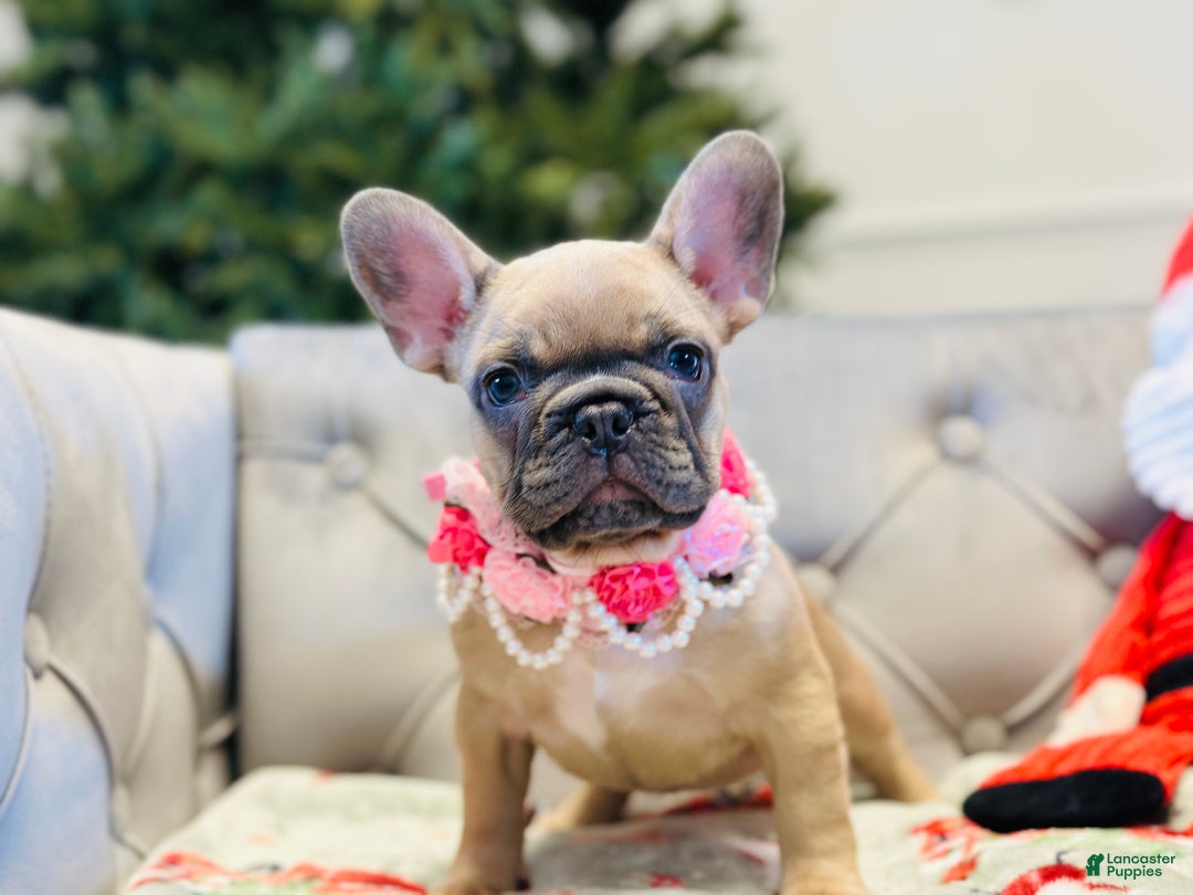 French Bulldog dogs for sale: Lily - Ad 1