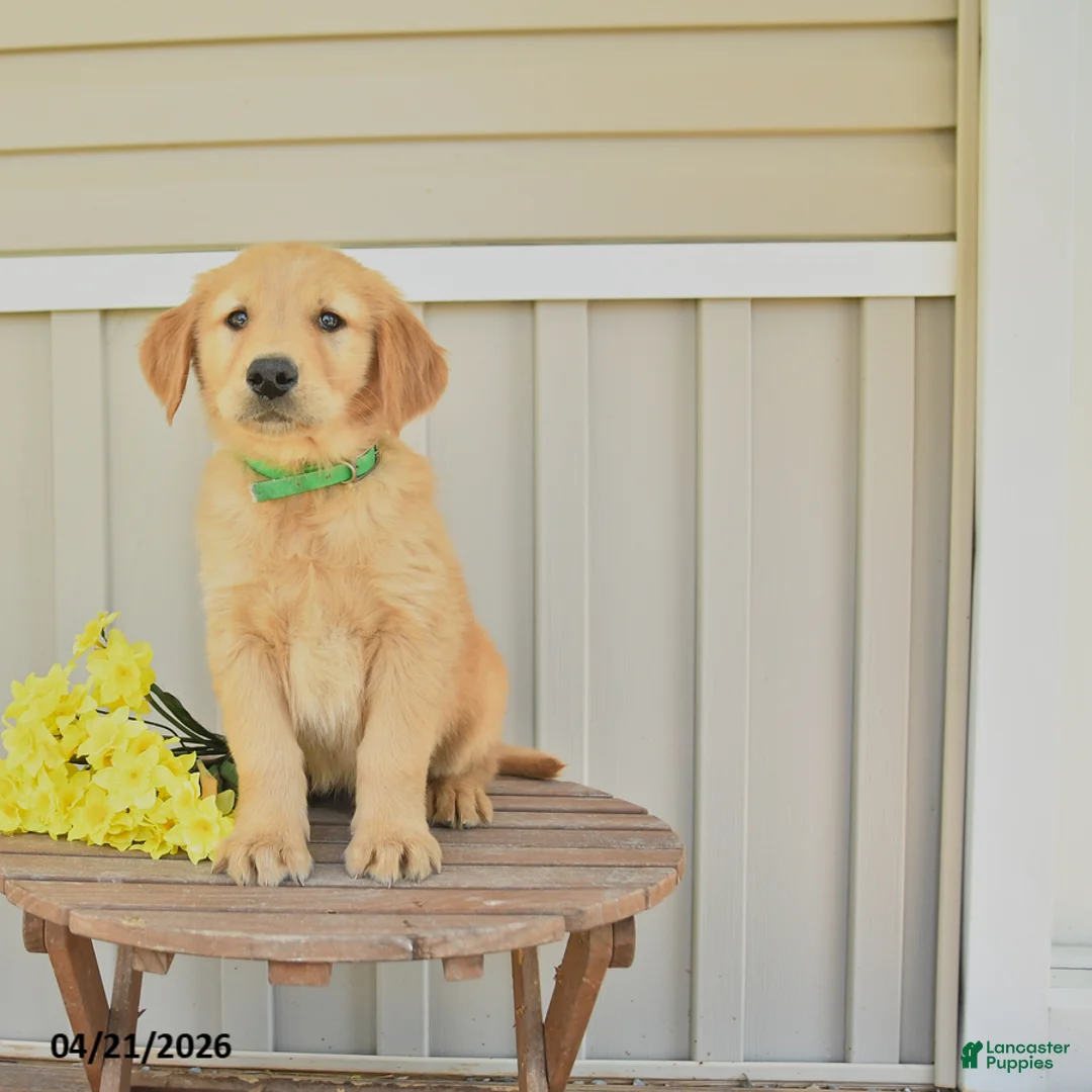 Golden Retriever dogs for sale: Sunny  - Ad 1
