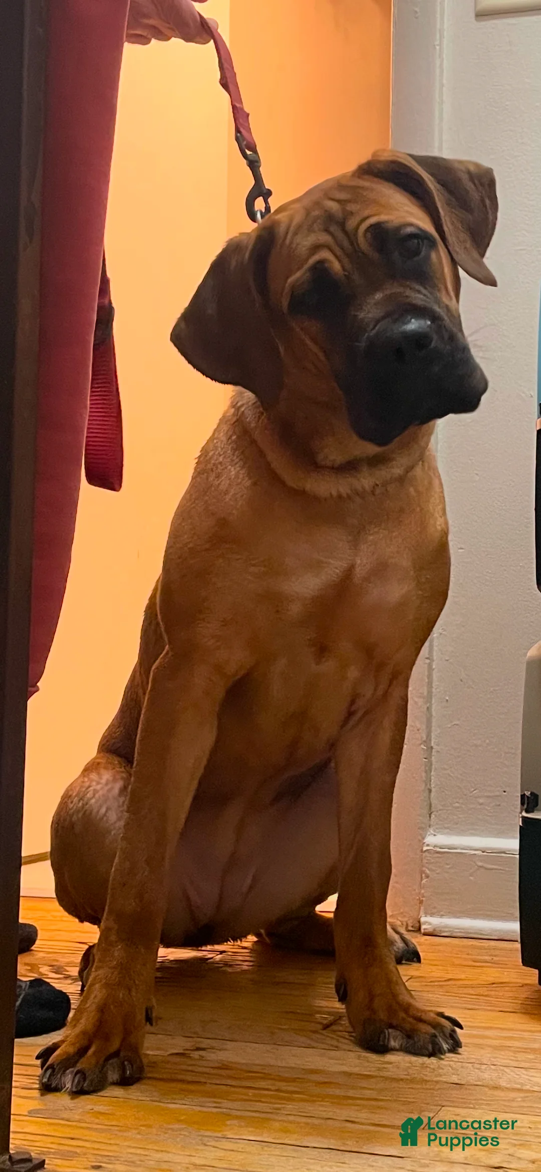 Cane Corso dogs for sale: Cane Corso Puppy 1 - Ad 3