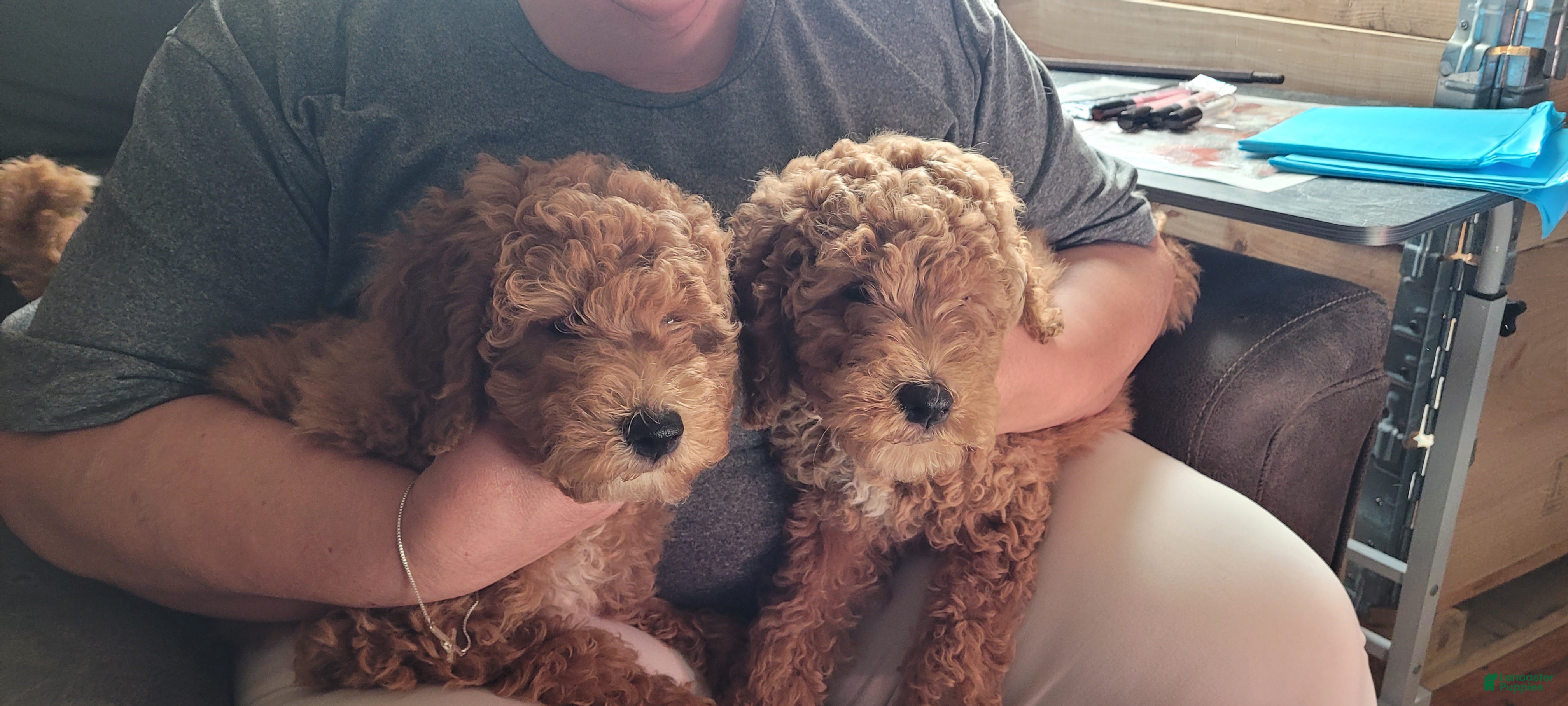 Mini Goldendoodle dogs Mini Goldendoodle Girl 1 - Ad 13