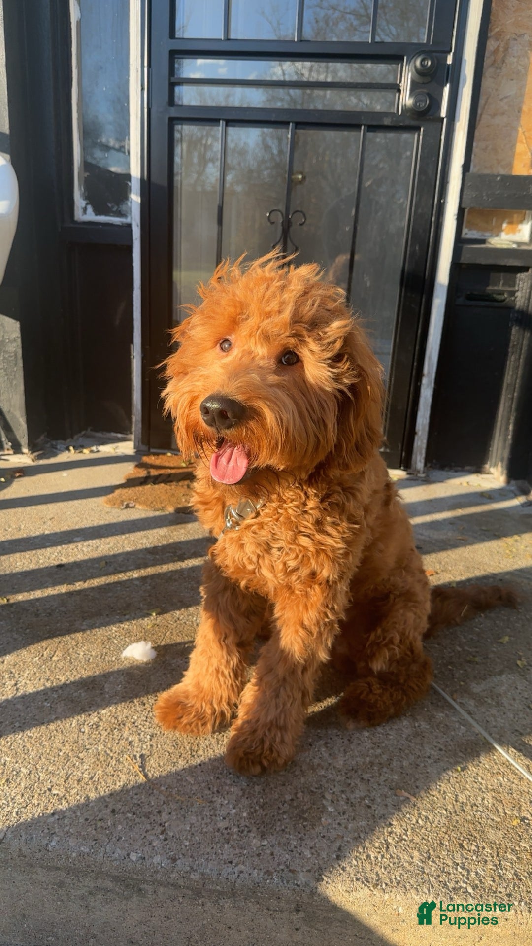 Goldendoodle dogs for sale: Goldendoodle Puppy 1 - Ad 11