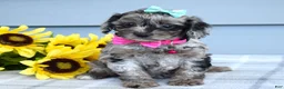 Cockapoo dogs for sale: Olivia - Ad 4