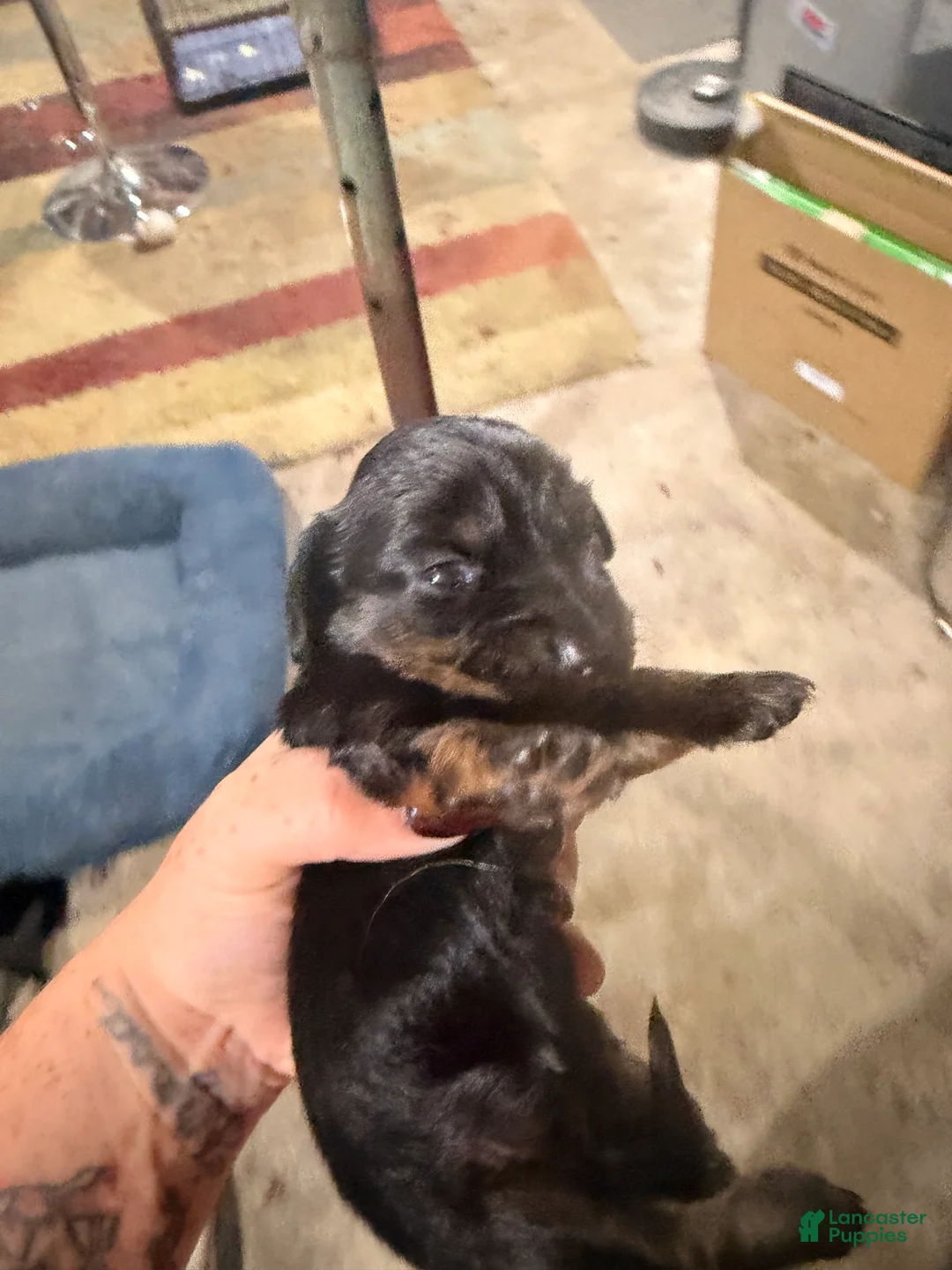 Dachshund dogs for sale: Dachshund 4 - Ad 2