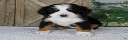 Bernese Mountain Dog dogs for sale: Eva - Ad 1