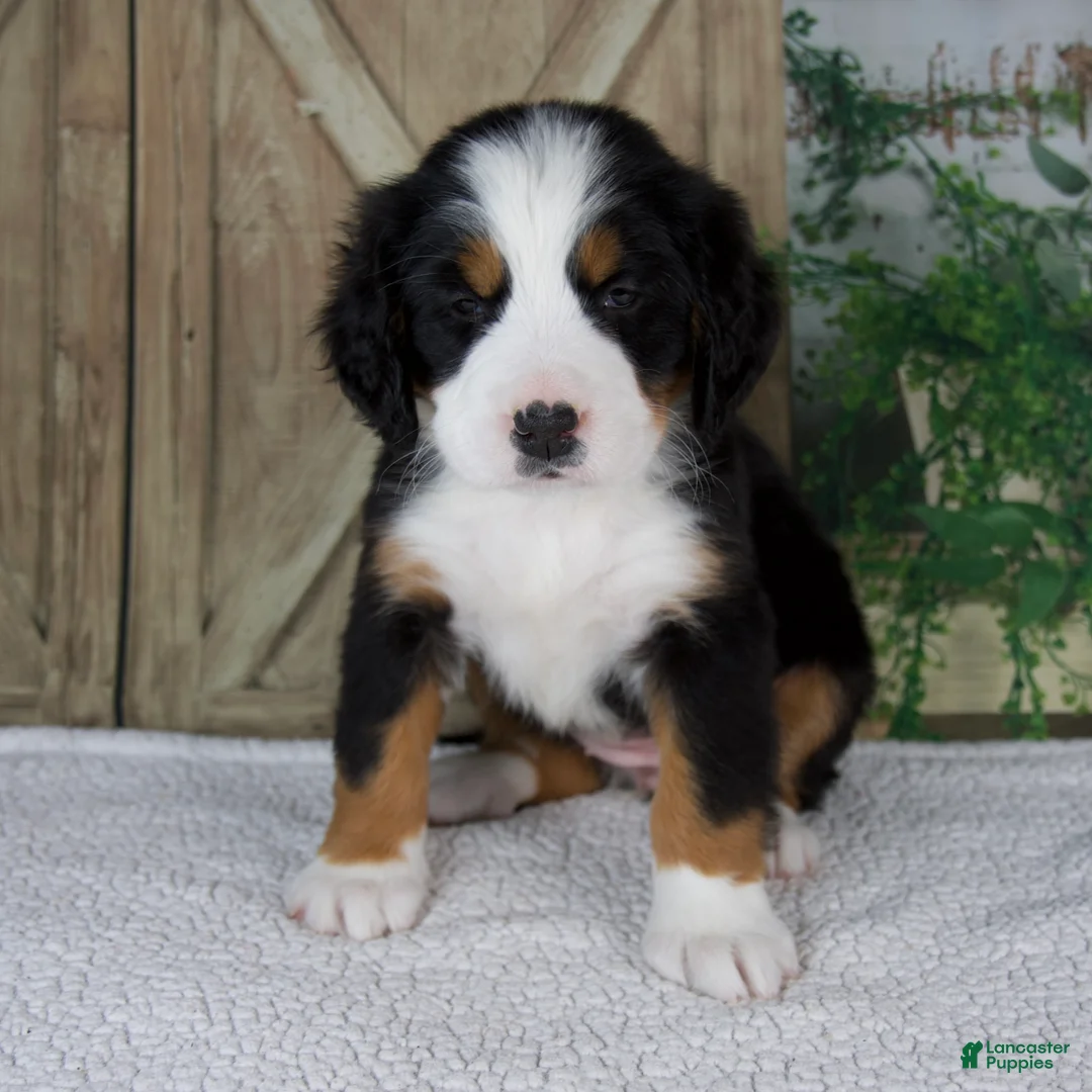 Bernese Mountain Dog dogs for sale: Eva - Ad 1