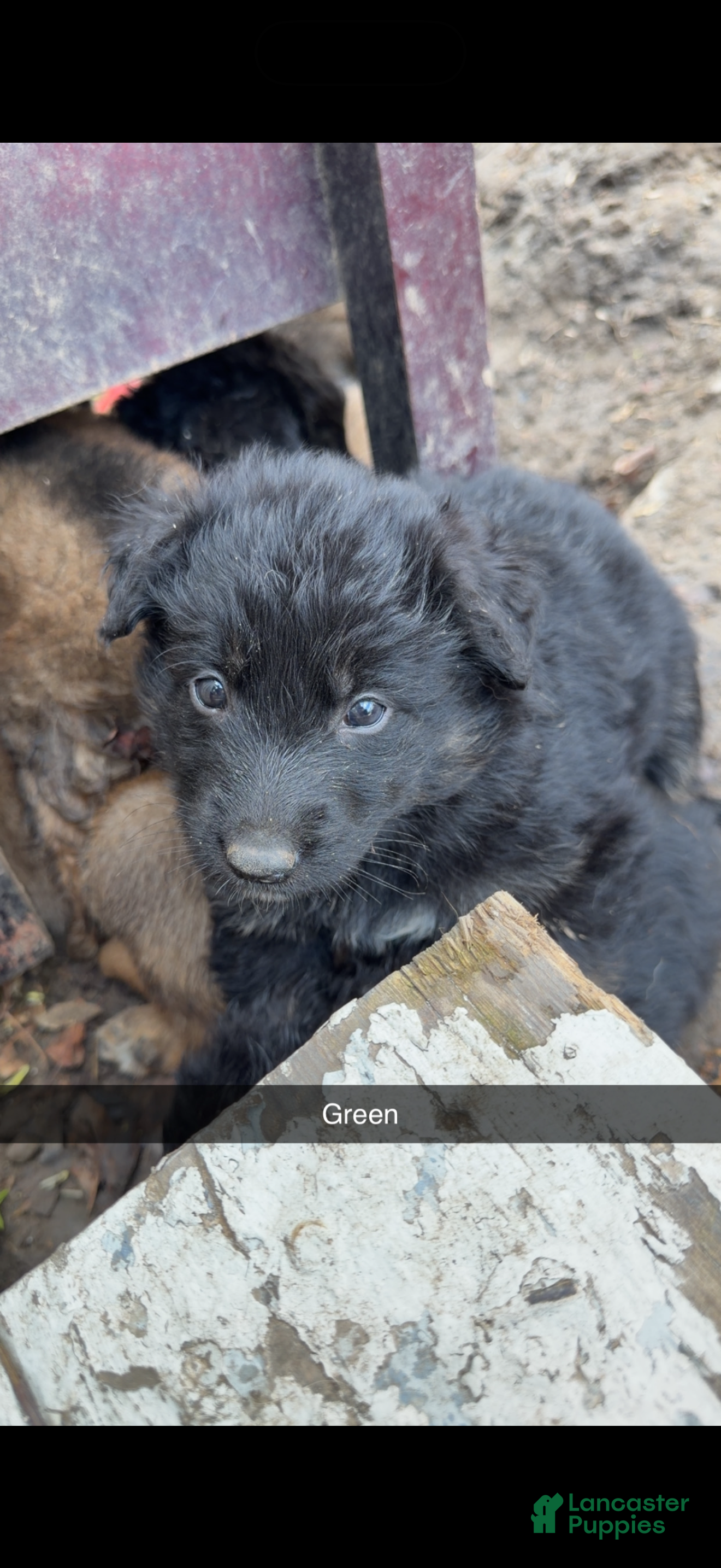 Mixed Breed dogs Mixed Breed Puppy 3 - Ad 29