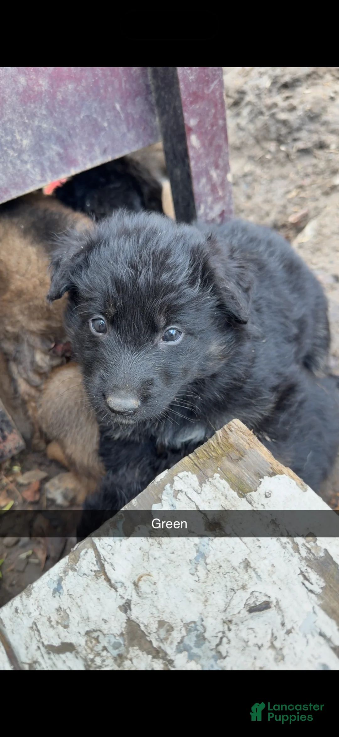 Mixed Breed dogs for sale: Mixed Breed Puppy 3 - Ad 1