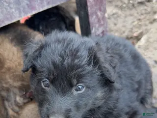 Mixed Breed dogs Mixed Breed Puppy 3 - Ad 29