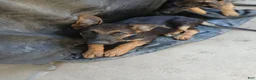 German Shepherd dogs for sale: Chuckles - Ad 3