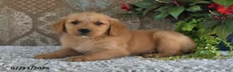 Golden Retriever dogs for sale: Dozer - Ad 5