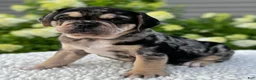 Mixed Breed dogs for sale: Izzy  - Ad 5