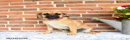 Puggle dogs for sale: Ramona - Ad 4