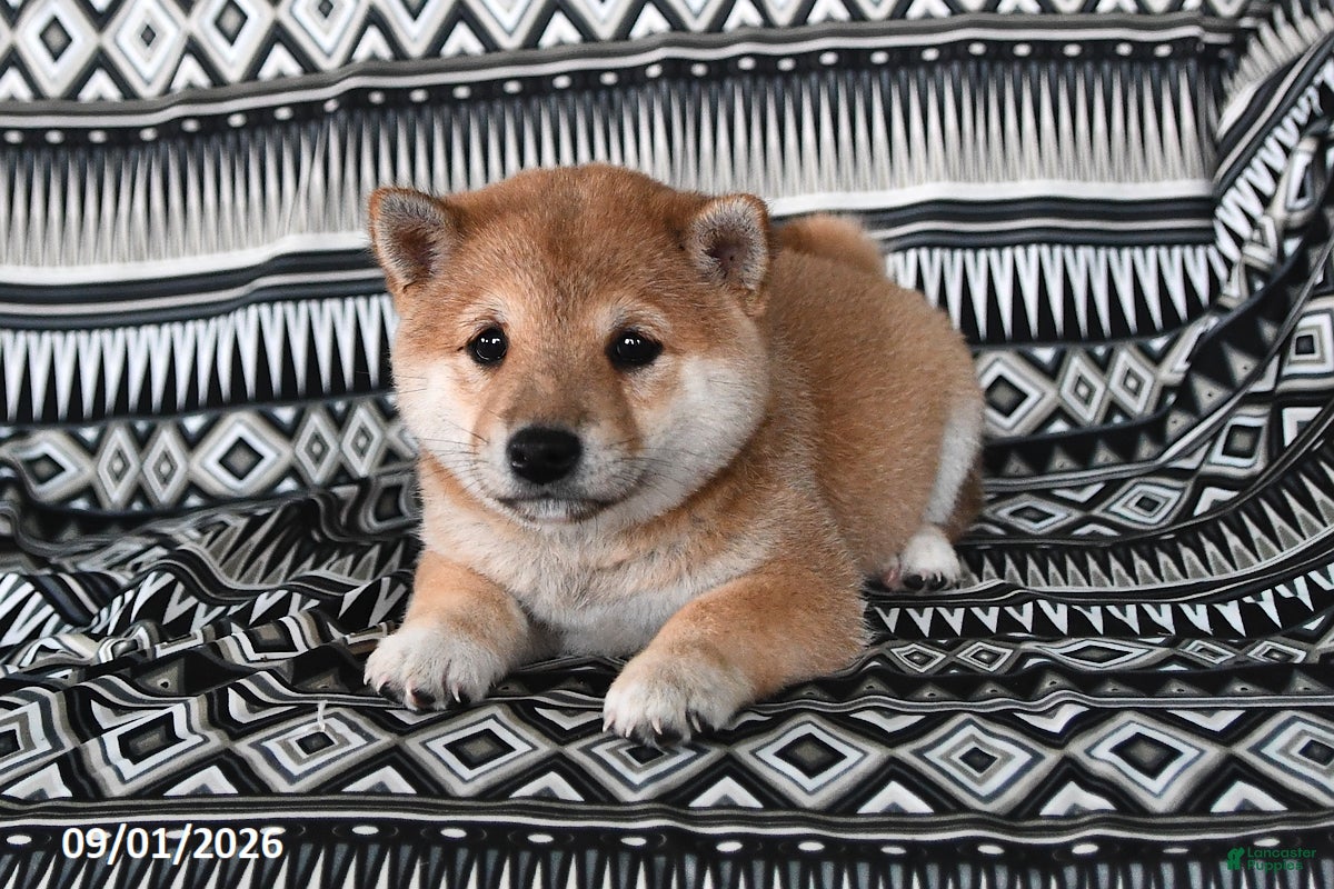 Shiba Inu dogs Salina - Ad 2