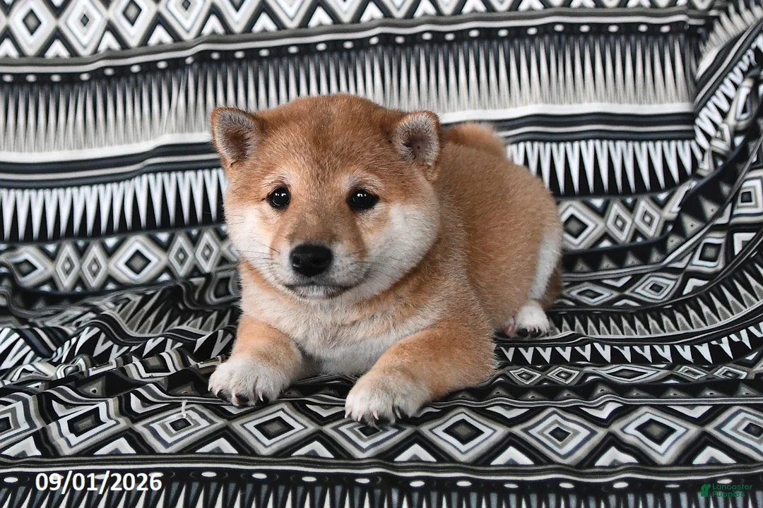 Shiba Inu dogs for sale: Salina - Ad 2