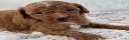 Toy Poodle dogs for sale: Xander - Ad 10
