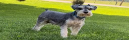 Miniature Schnauzer dogs for sale: Morgan  - Ad 4