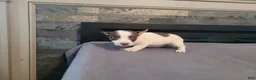 Jack Russell Terrier dogs for sale: Lulu  - Ad 5