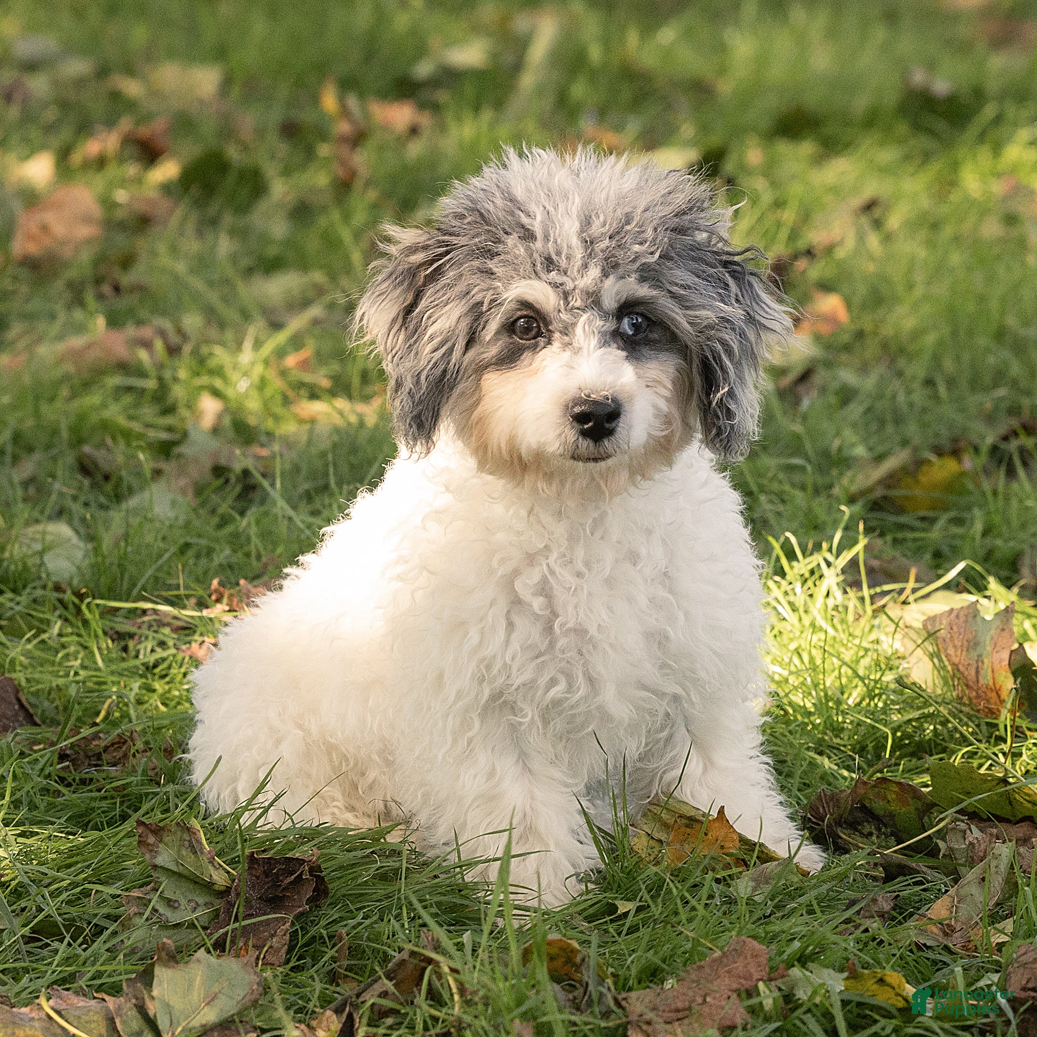 Maltipoo dogs for sale: Rex Maltipoo  - Ad 1