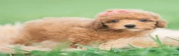 Toy Poodle dogs for sale: Mimi AKC - Ad 3