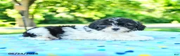 Shihpoo dogs for sale: Shantel - Ad 3