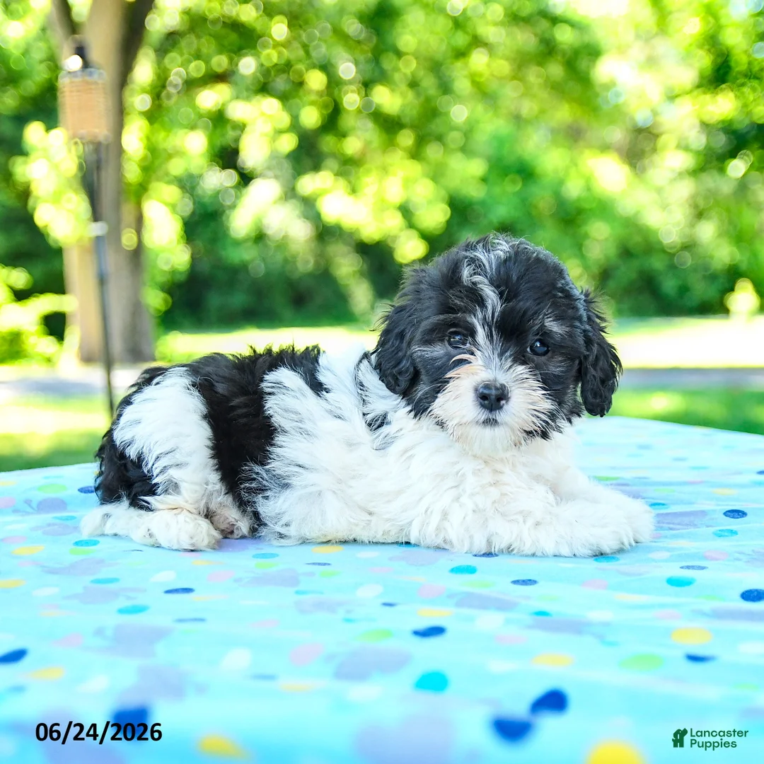 Shihpoo dogs for sale: Shantel - Ad 3