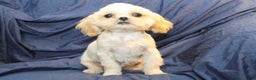 Shihpoo dogs for sale: Monty - Ad 4