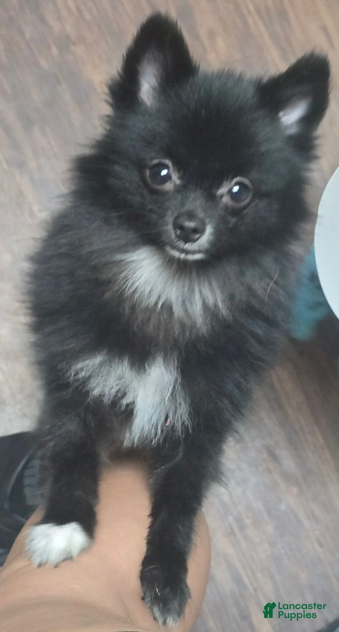 Pomeranian dogs for sale: Pomeranian 1 - Ad 2