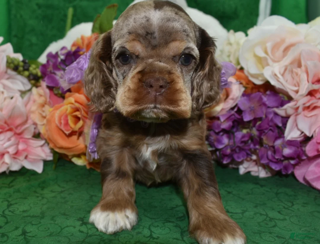 Cocker Spaniel dogs for sale: AKC Lily Chocolate Tan Merle Amerrican Cocker Spaniel Puppy - Ad 2