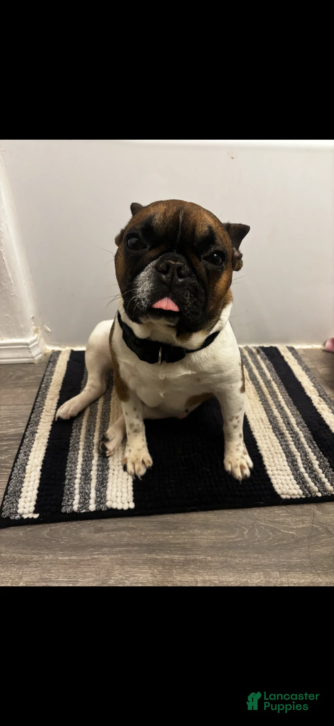 French Bulldog dogs for sale: French Bulldog Puppy 3 - Ad 3