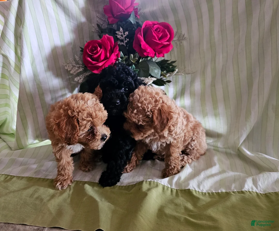 Toy Poodle dogs for sale: Twinkle - Ad 5