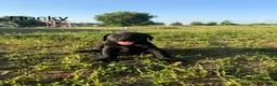 Labrador Retriever dogs for sale: Labrador Retriever Puppy 2 - Ad 3