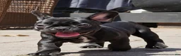 French Bulldog dogs for sale: Lilo - Solid Black Female (No brindle) - Rare - Ad 5