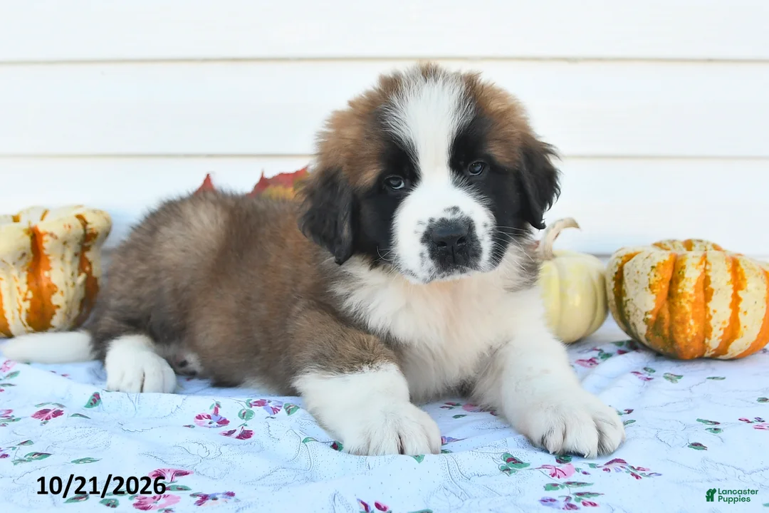 Saint Bernard dogs for sale: Captain - Ad 3