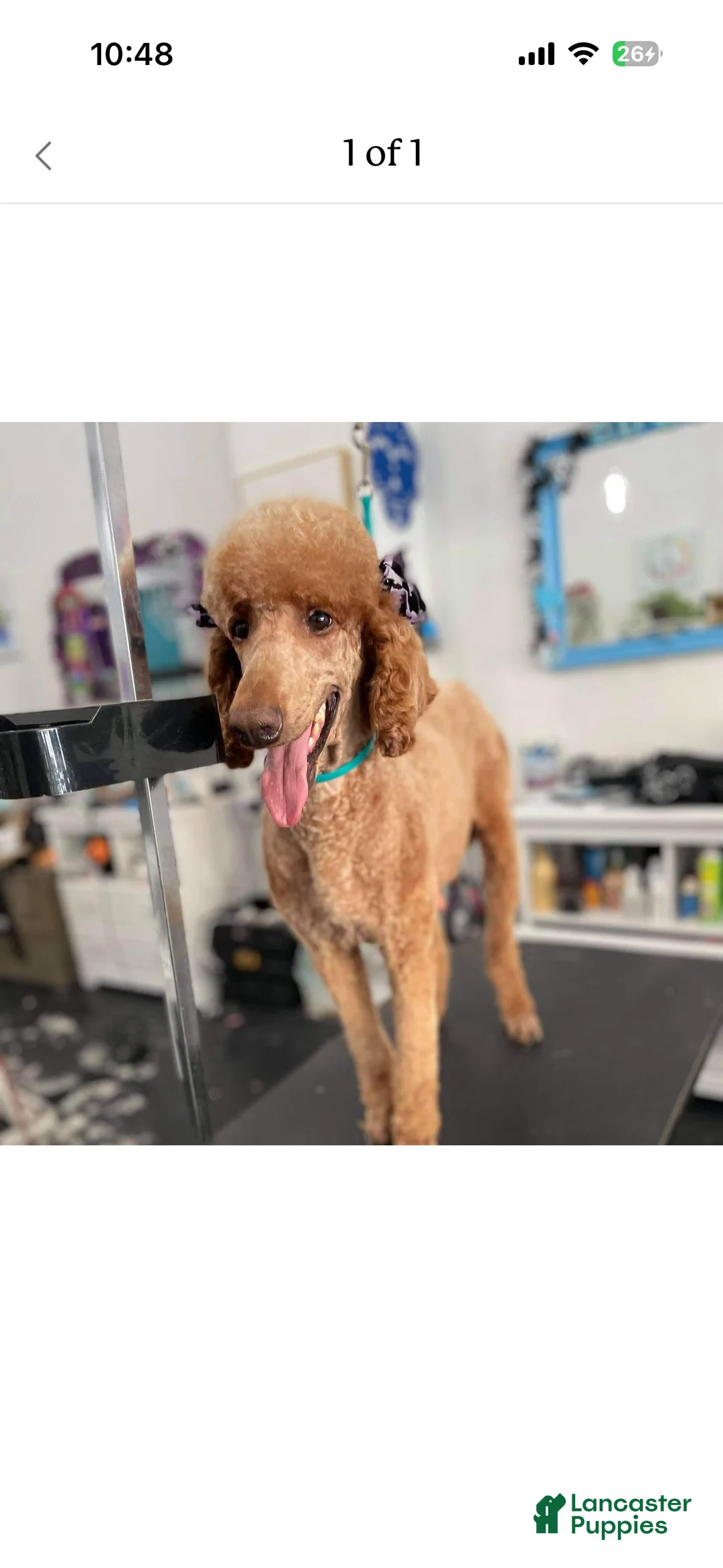 Goldendoodle dogs for sale: Sasha - Ad 5