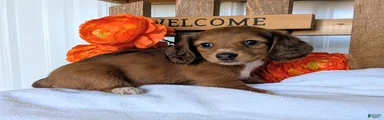 Miniature Dachshund Puppy 6